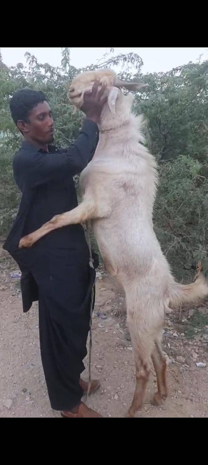 bakra 2