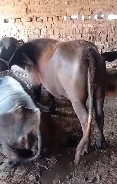خوبصورت جھہوٹی 4سال عمر اچھی نسل کی