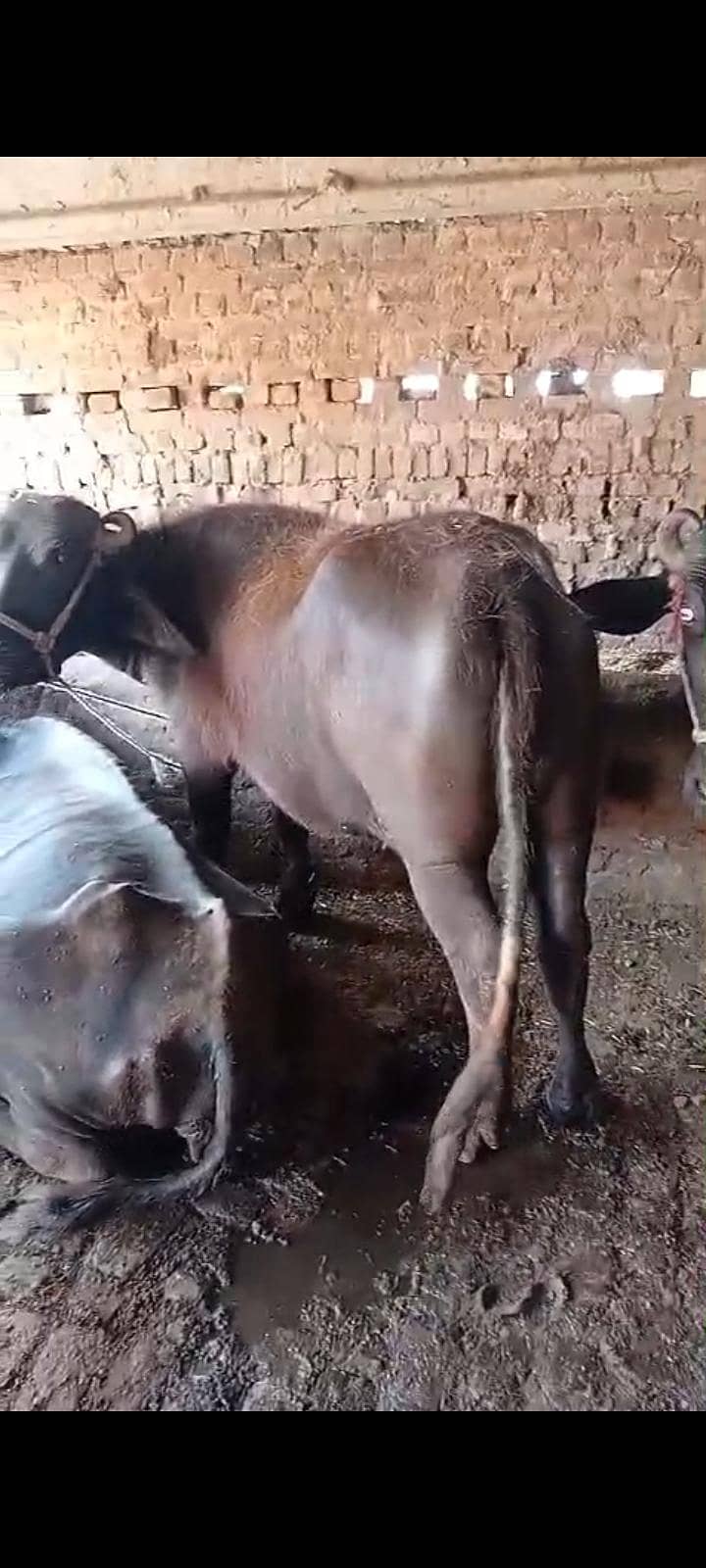 خوبصورت جھہوٹی 4سال عمر اچھی نسل کی 1
