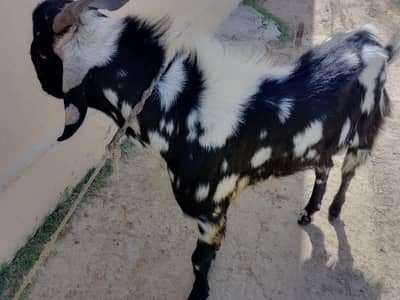 for Qurbani