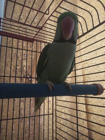 Raw parrot for sale