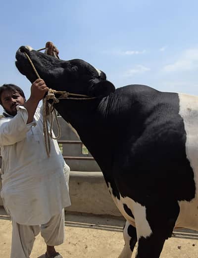 Bull / Bachra / Wacha / Holstein Friesian / Qurbani ka janwar