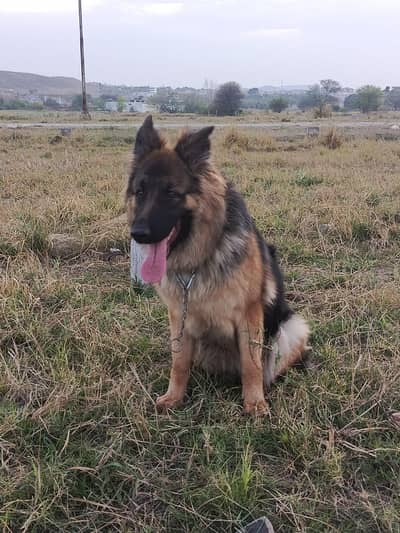 German shepherd Female