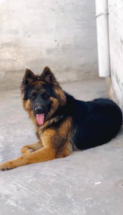 PURE LONG COAT HEAVY BREED