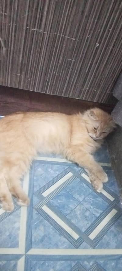 beautiful Persian cat