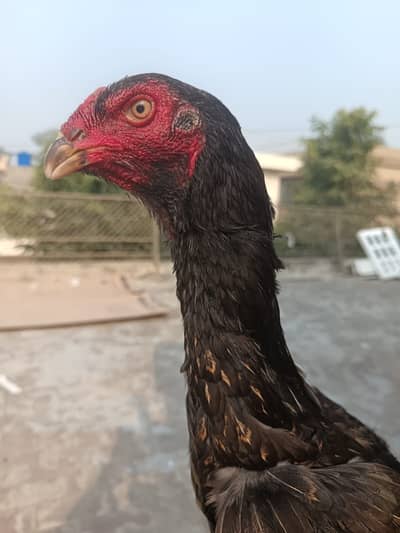 Japanese shamo Aseel pathi
