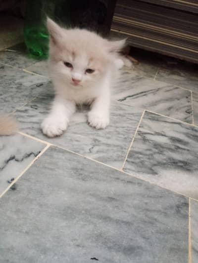 persion kittens