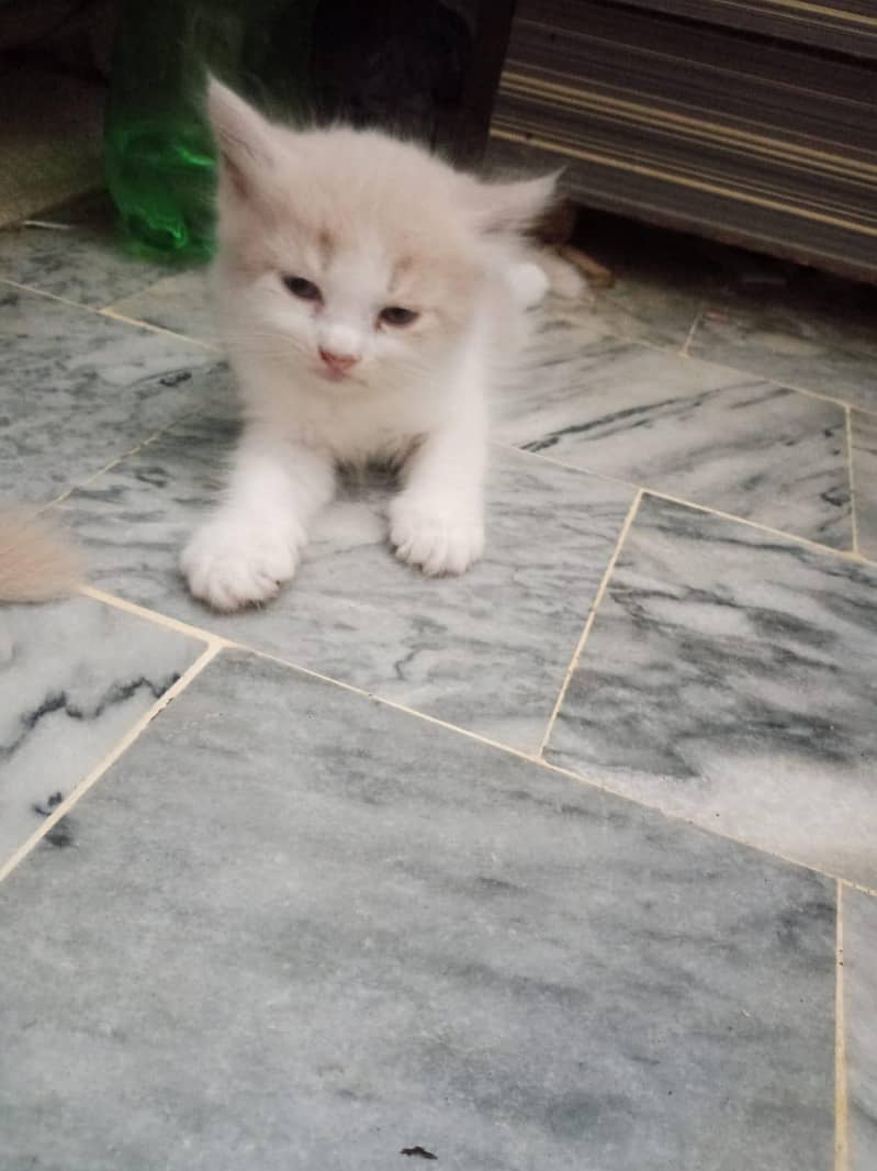 persion kittens 0