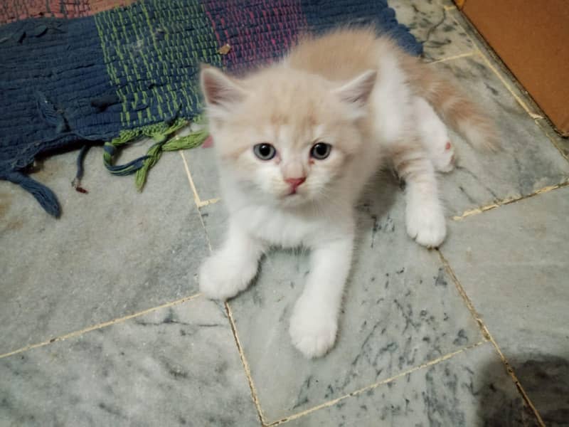 persion kittens 1