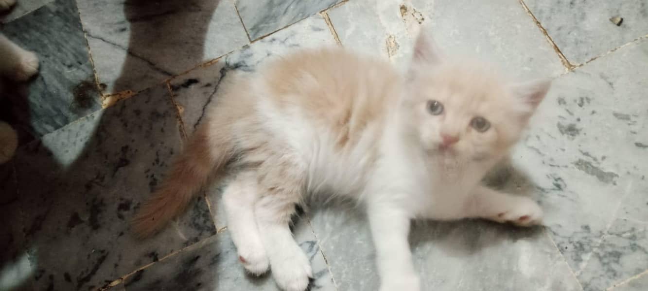 persion kittens 2