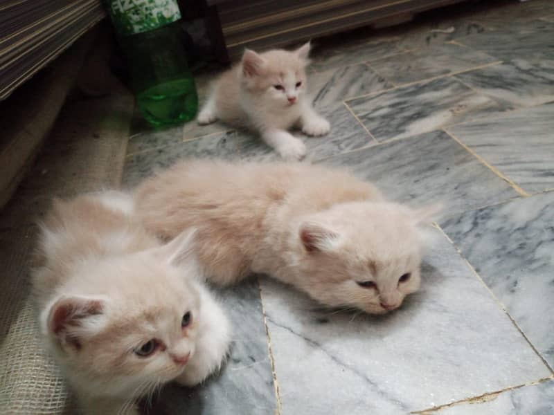 persion kittens 3