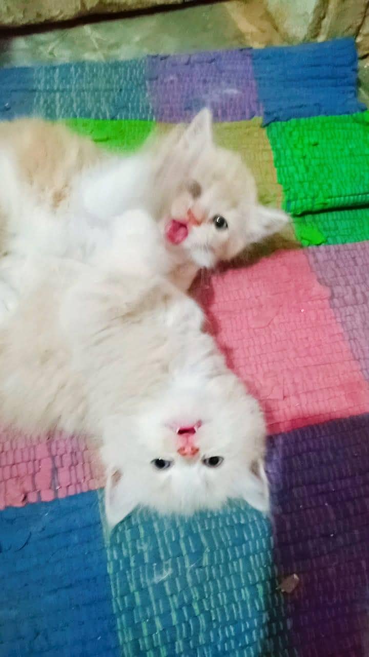 persion kittens 4