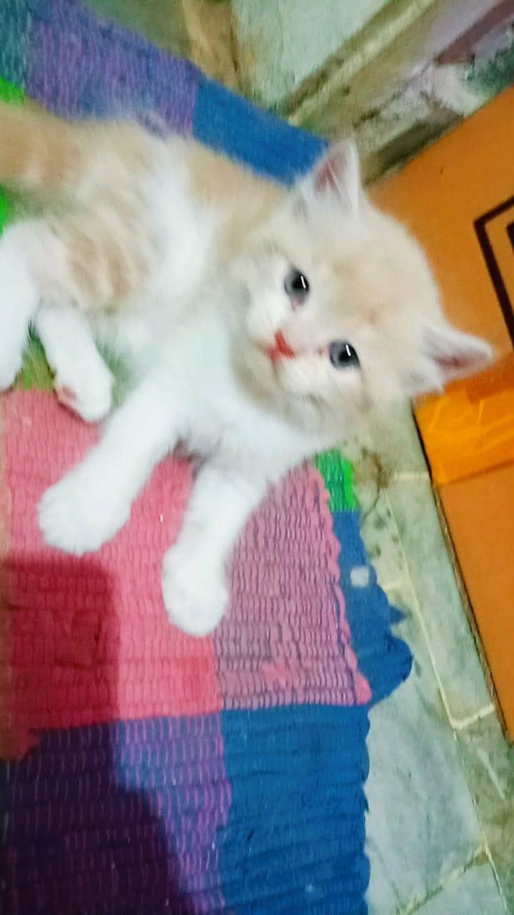 persion kittens 5