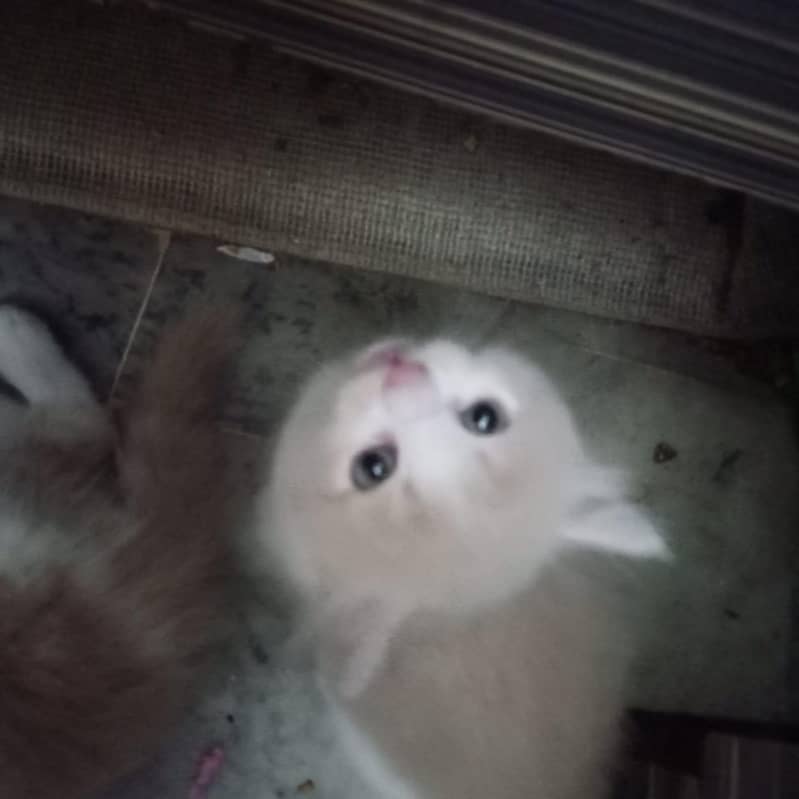 persion kittens 6