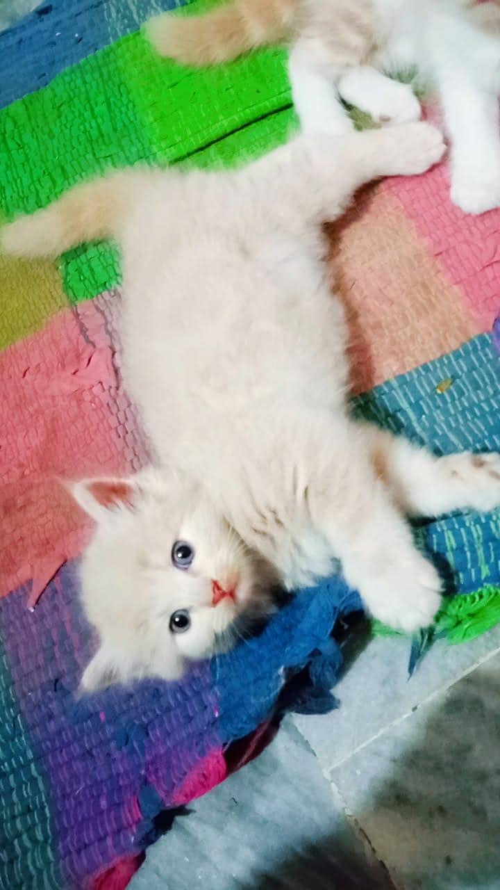 persion kittens 7