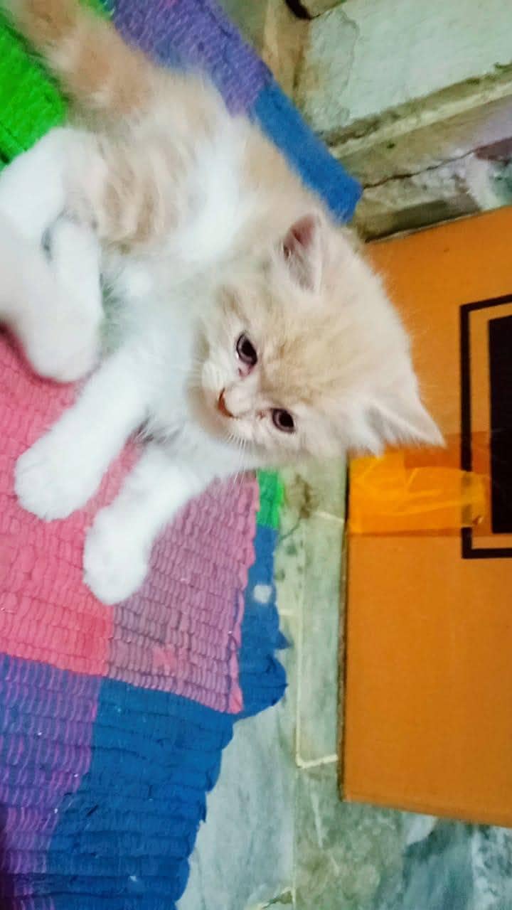 persion kittens 8