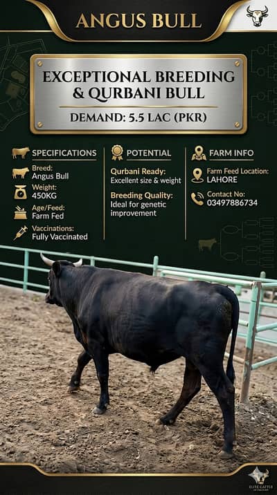 Holstein Friesian Cow and Heifer for sale | گائے | Qurbani K janwar