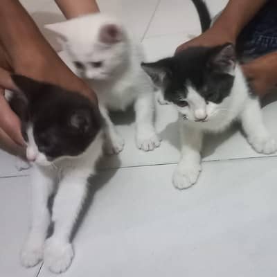 Persian cats