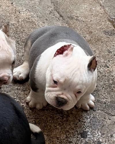 amaircan bully ped 55 days old puppies