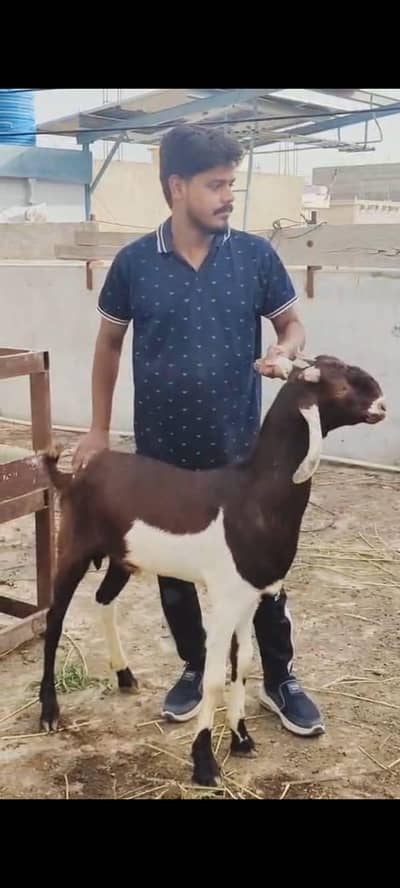 bakra for qurbani