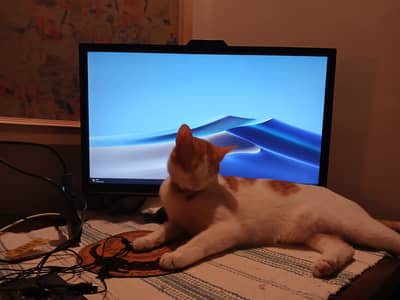 Working Monitor - 25in