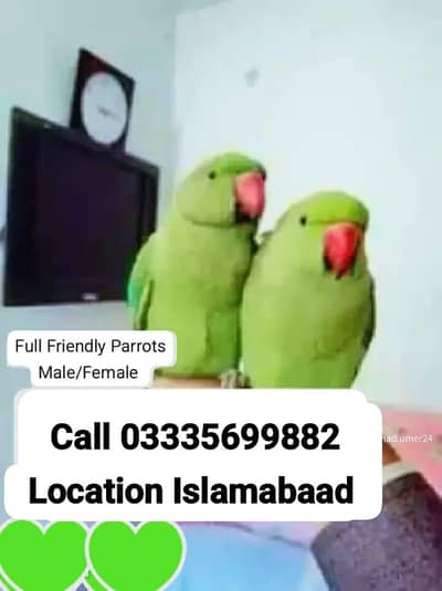Single 6500 Hand Tamed Green Ring Neck Parrots Male/Female