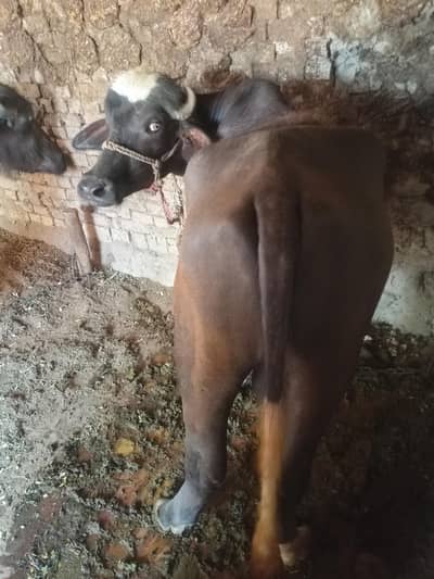 karta sell for qurbani