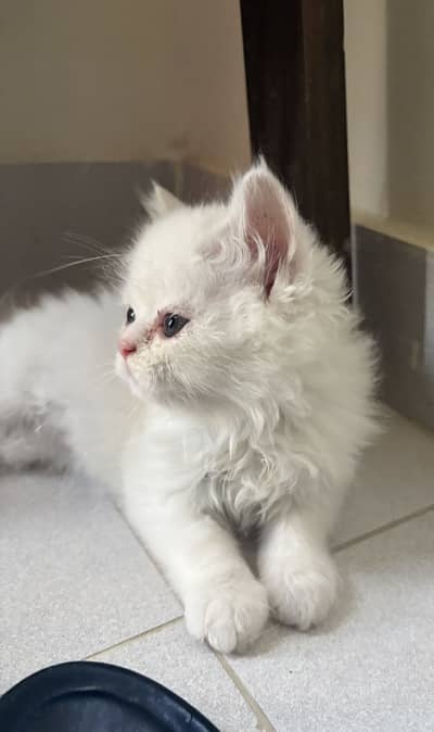 Kitten for sale