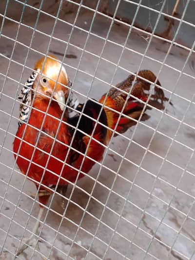 Healthy Bird for Sale