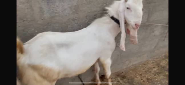 Pure Gulabi white bakery khassi punch hoy hain