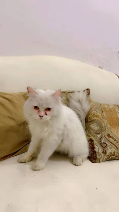Pure White Persian Cat for Sale – Home Raised 