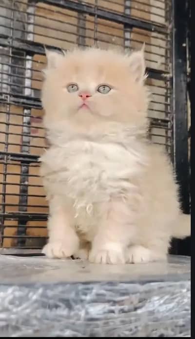 Persian beautiful  cat and kittens WhatsApp Number 03055516739