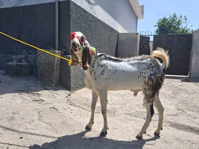 Male Goat for Qurbani