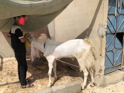 Bakra for sell hai ghar ka pala howa hai gulabi nasal ka hai char dant