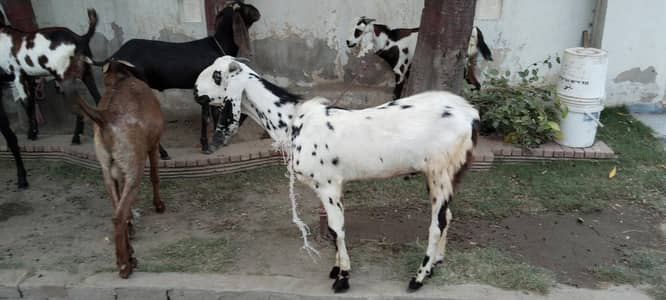 Eid ka bakra for sale