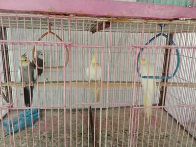 2 pair cocktail aur 1 male aur 24 Australian tote hai
