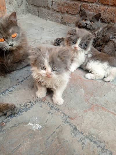 Persian cat triple koti old eyes age 45 location shahdara Lahore