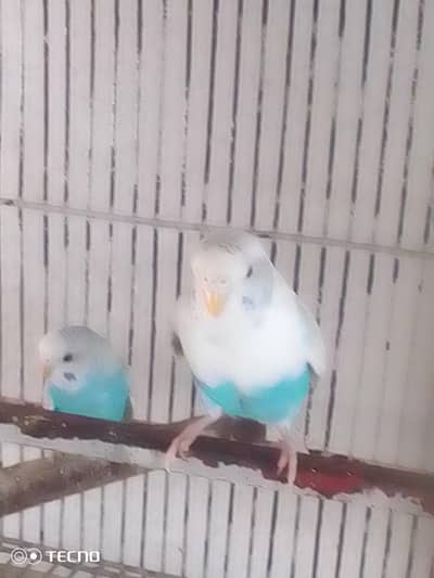 2 females bugie