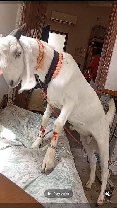 bakra 2 dant khassi full masti Wala
