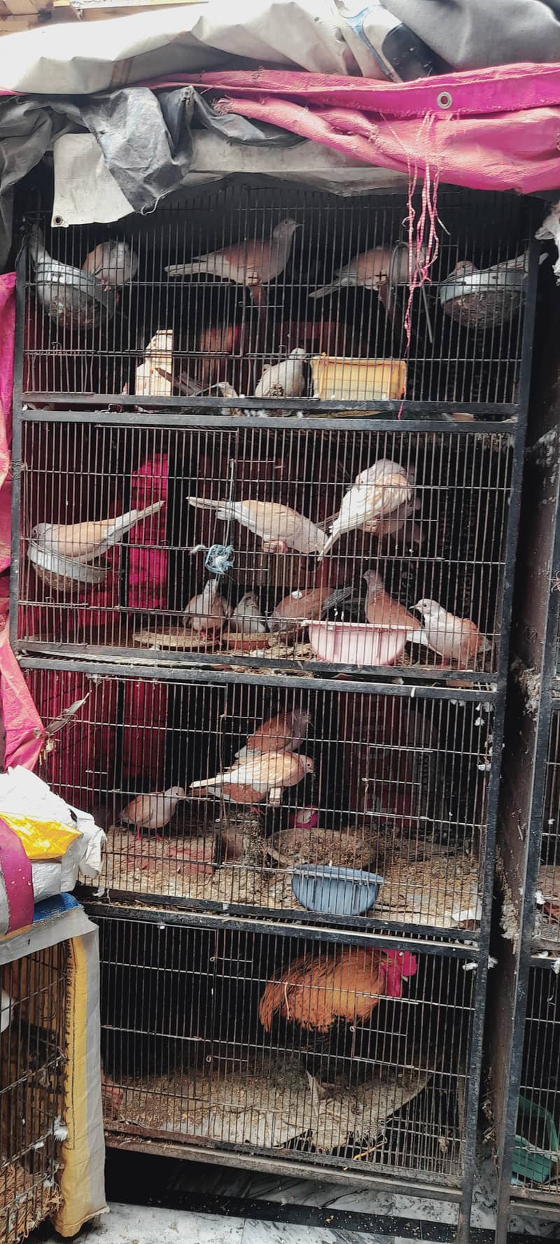 cages 0