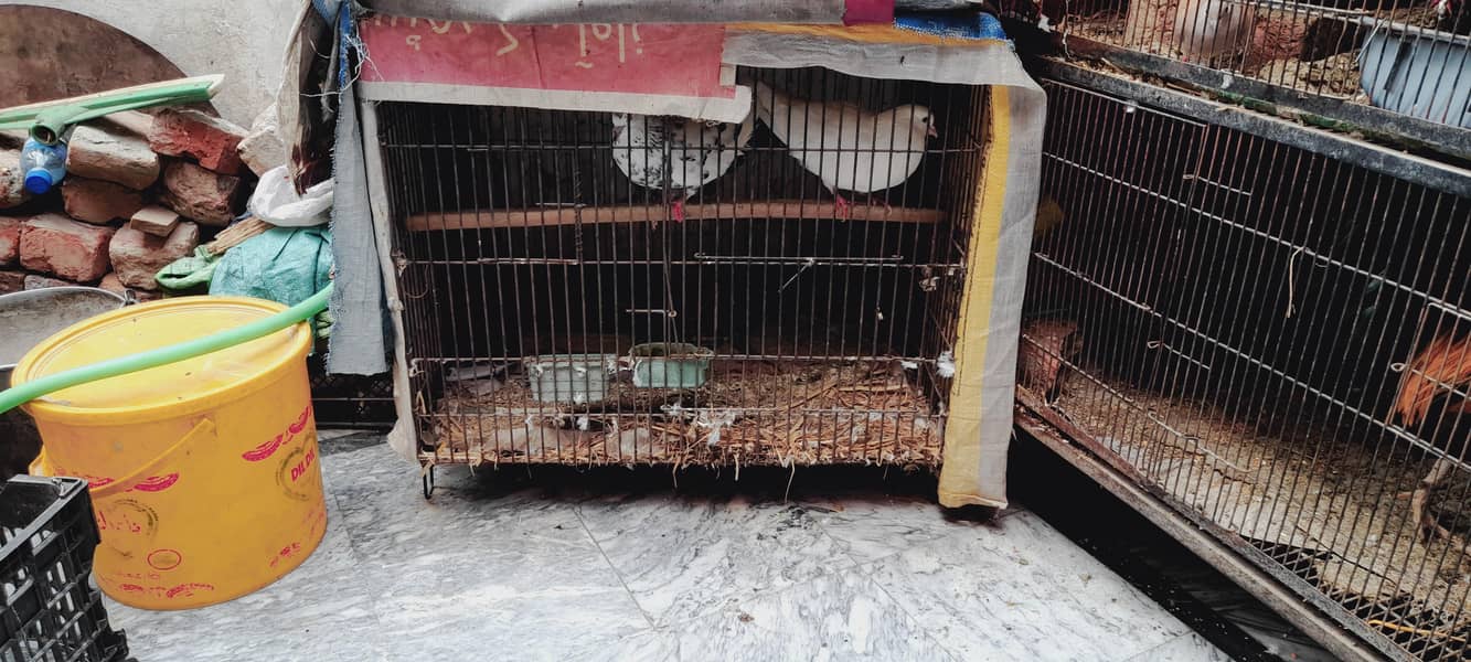 cages 3