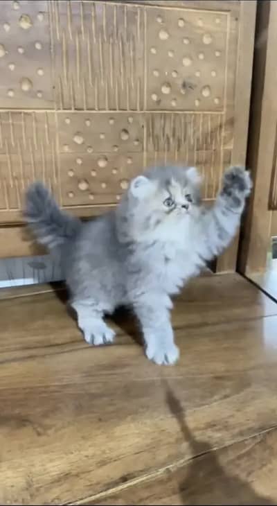 Persian beautiful  cat and kittens WhatsApp Number 03055516739