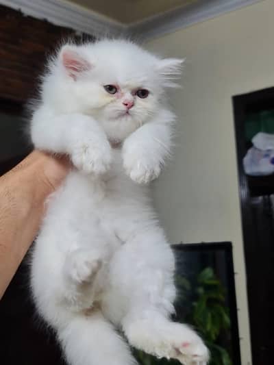 Persian kitten