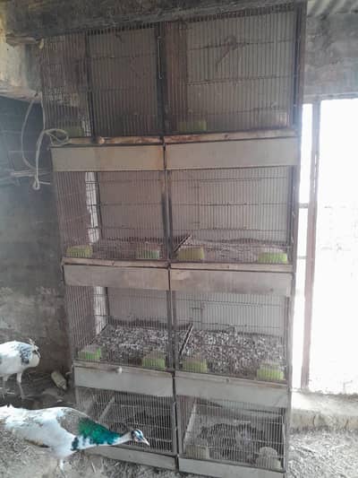 Iron Cages
