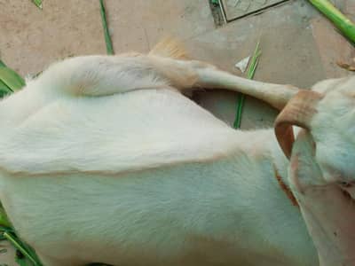 Rajan poori Bakra for sale 80 hazar