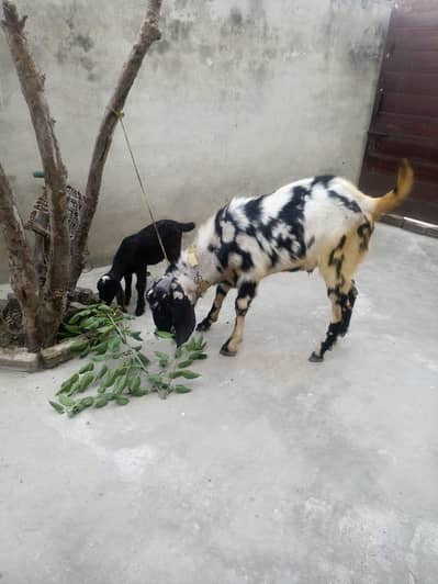bakra for sake