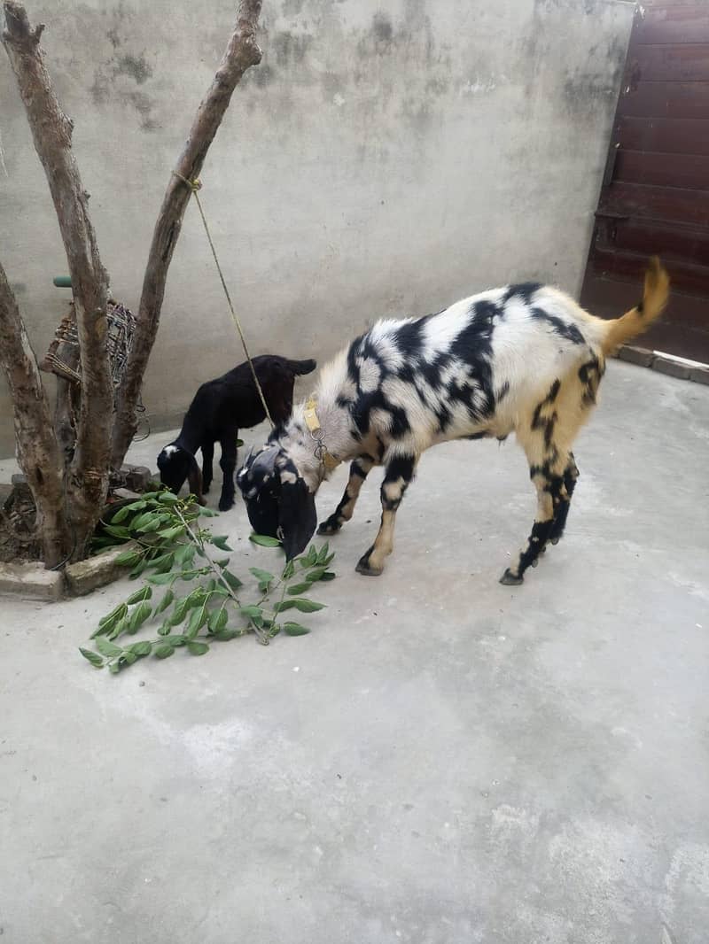 bakra for sake 0