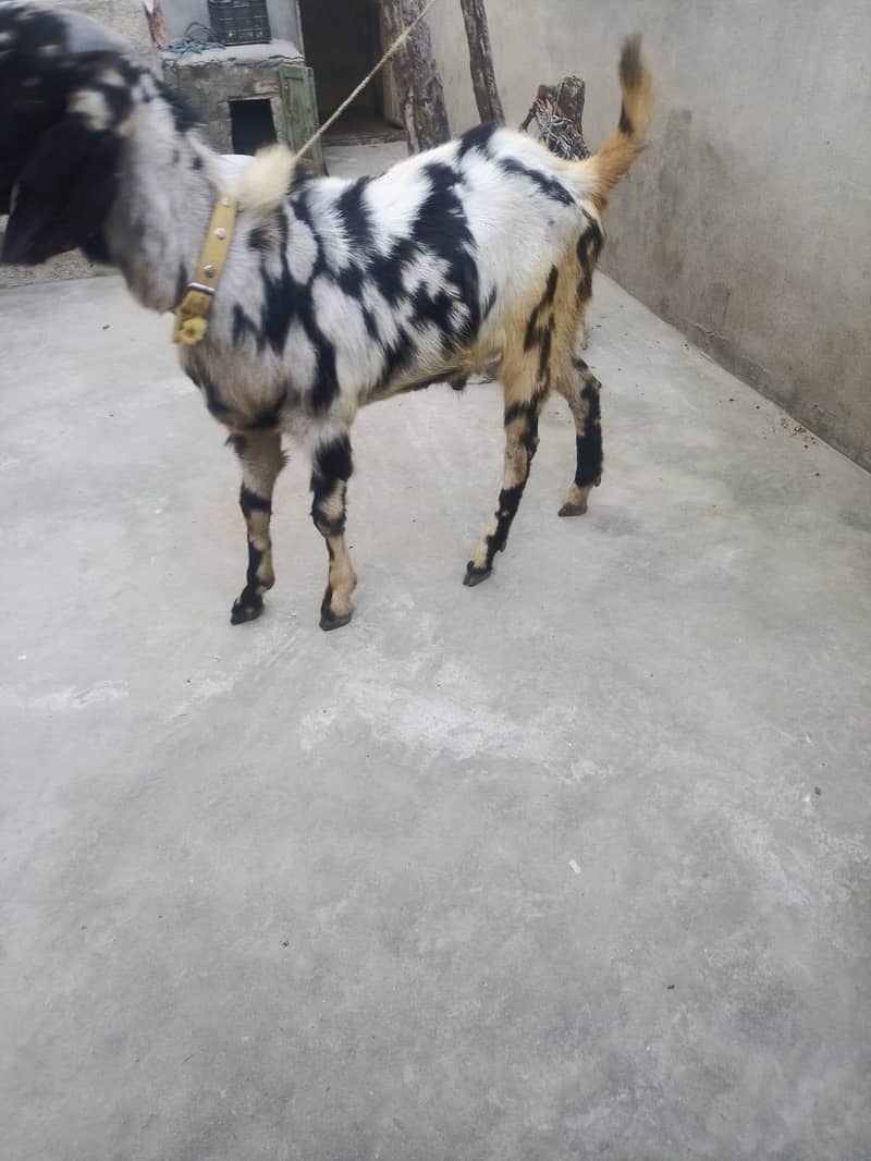 bakra for sake 1