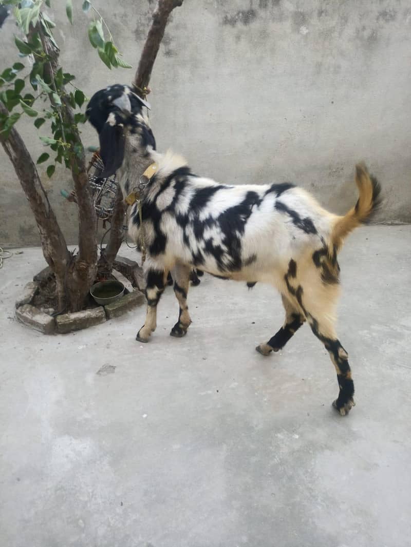 bakra for sake 2