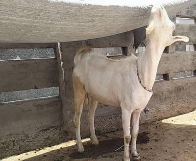 teddy bakra bakriyan for sale in sheikhupura city